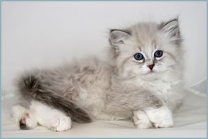 Male Siberian Kitten from Deedlebug Siberians